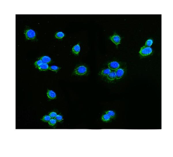Anti-AIF/AIFM1 Antibody