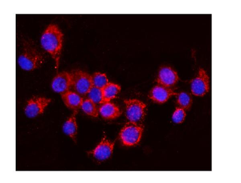 Anti-AIF/AIFM1 Antibody