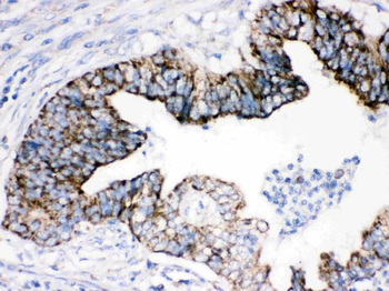Anti-AIF/AIFM1 Antibody
