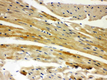 Anti-AIF/AIFM1 Antibody
