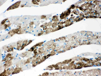 Anti-AIF/AIFM1 Antibody