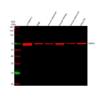 Anti-AIF/AIFM1 Antibody