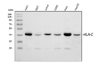 Anti-HLA-C Antibody