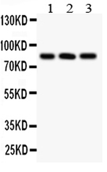 Calcineurin A/PPP3CA Antibody