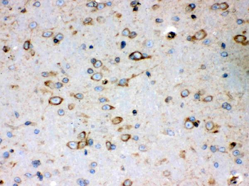 Anti-Peroxiredoxin 4/PRDX4 Antibody