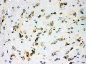 Anti-Peroxiredoxin 4/PRDX4 Antibody