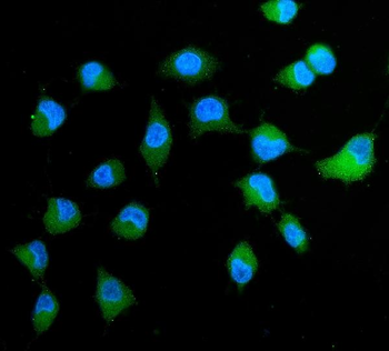 Anti-Peroxiredoxin 4/PRDX4 Antibody