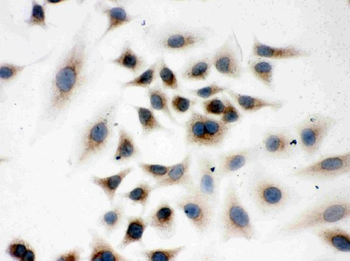 Anti-Peroxiredoxin 4/PRDX4 Antibody