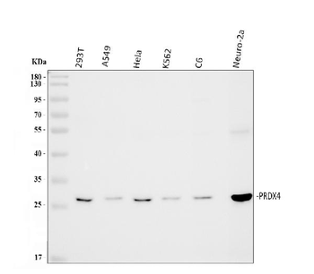 Anti-Peroxiredoxin 4/PRDX4 Antibody