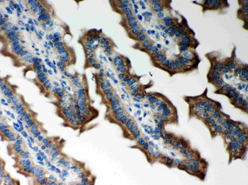 Anti-Peroxiredoxin 5/PRDX5 Antibody
