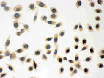 Anti-Peroxiredoxin 5/PRDX5 Antibody