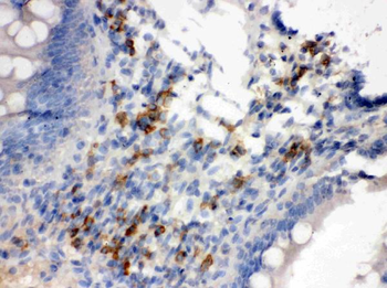 Anti-Syndecan 4/SDC4 Antibody
