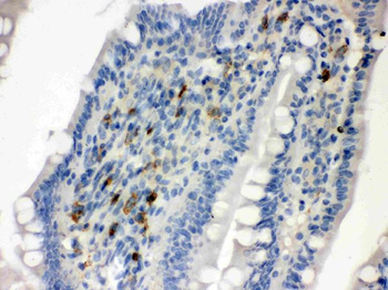 Anti-Syndecan 4/SDC4 Antibody