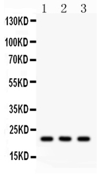 Anti-Syndecan 4/SDC4 Antibody