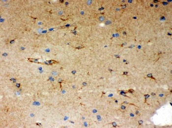 Anti-SHC/SHC1 Antibody