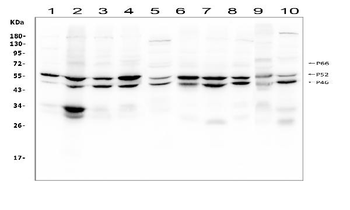 Anti-SHC/SHC1 Antibody