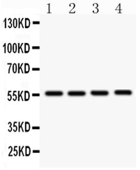 Smad3 Rabbit Polyclonal Antibody