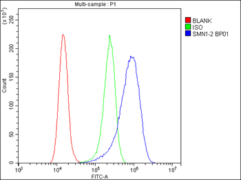 Anti-SMN1/2 Antibody