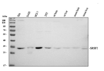 Anti-SF2/SRSF1 Antibody