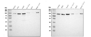 Anti-STIM1 Antibody