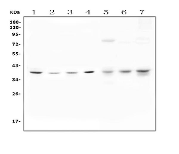 Unrip/STRAP Rabbit Polyclonal Antibody