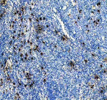 Cathepsin G/CTSG Rabbit Polyclonal Antibody (Cy3)