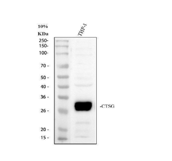 Cathepsin G/CTSG Rabbit Polyclonal Antibody (Cy3)