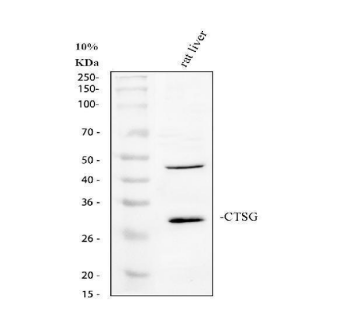 Cathepsin G/CTSG Rabbit Polyclonal Antibody (Cy3)