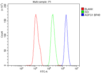 AGFG1 Antibody
