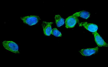 Anti-AGFG1 Antibody