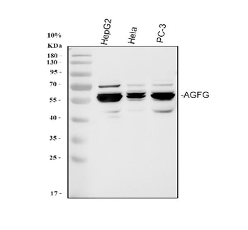 Anti-AGFG1 Antibody