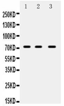 ABCG5 Antibody