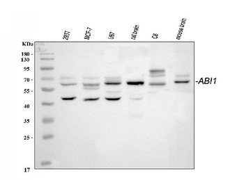 Anti-SSH3BP1/ABI1 Antibody