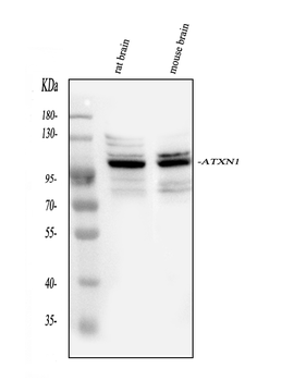 Anti-Ataxin 1/ATXN1 Antibody