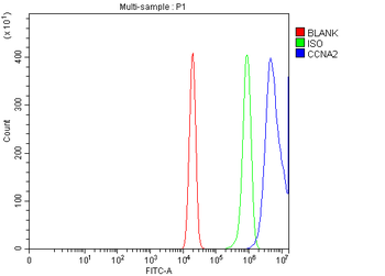 Cyclin A2/CCNA2 Antibody