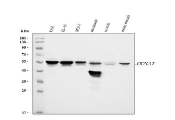Cyclin A2/CCNA2 Antibody