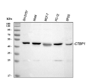 CtBP1 Antibody