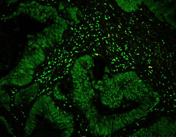 Anti-CtBP1 Antibody