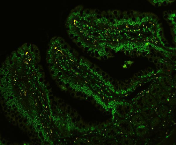 Anti-CtBP1 Antibody