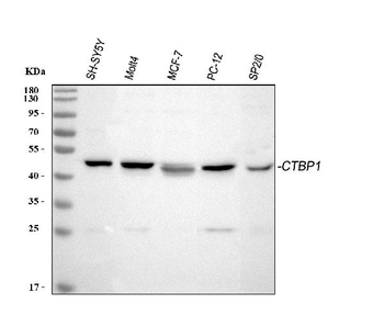 Anti-CtBP1 Antibody