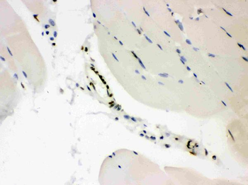 Anti-CTBP2 Antibody