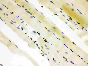 Anti-CTBP2 Antibody