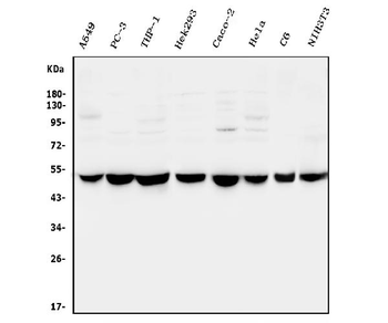 Anti-CTBP2 Antibody