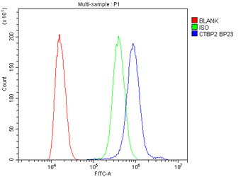 Anti-CTBP2 Antibody