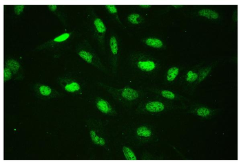Anti-CTBP2 Antibody