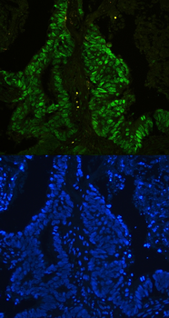 Anti-CTBP2 Antibody