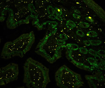 Anti-CTBP2 Antibody