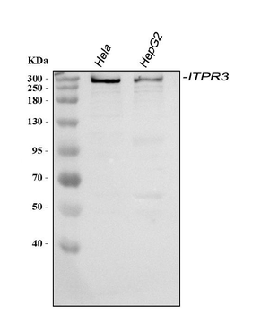 Anti-ITPR3 Antibody