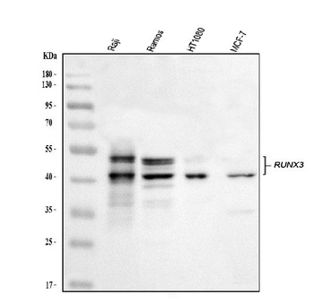 RUNX3 Antibody