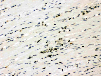 Anti-RUNX3 Antibody
